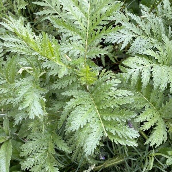 Tanacetum macrophyllum Fuelha