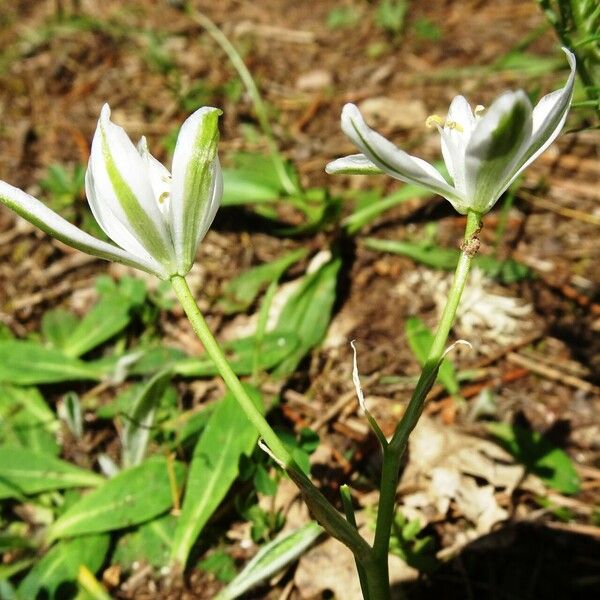 Ornithogalum orthophyllum Flors