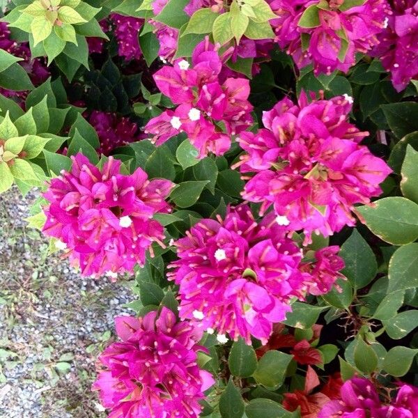 Bougainvillea spectabilis عادت