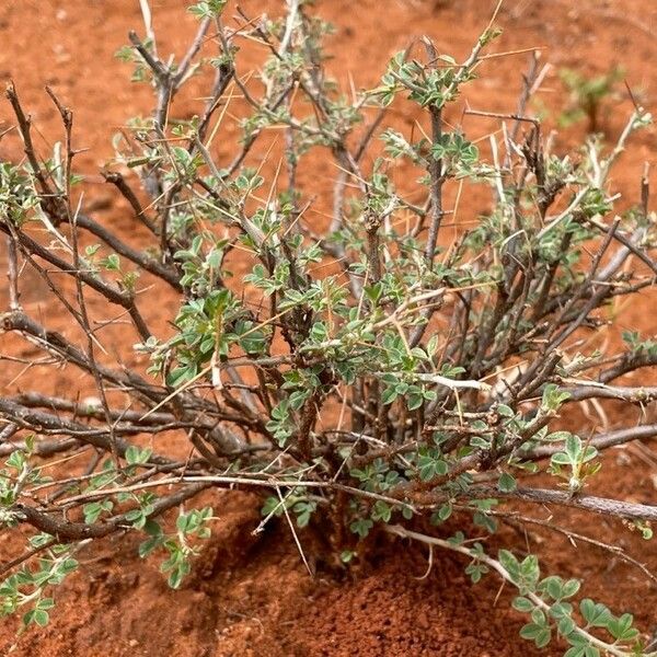 Indigofera spinosa बार्क (छाल)