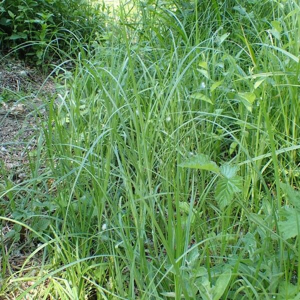 Carex hirta Habitat