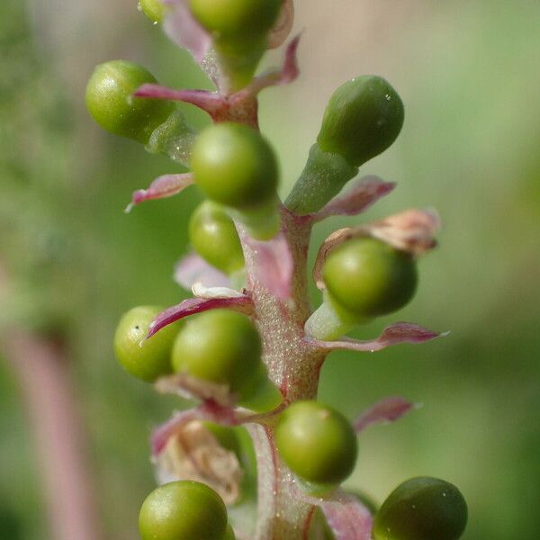 Fumaria densiflora Fruit