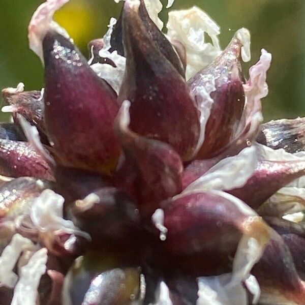 Allium scorodoprasum Frukt