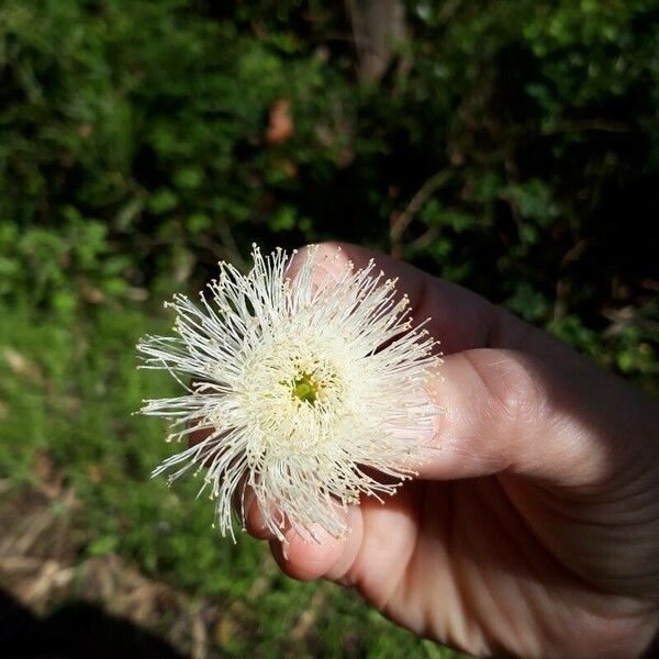 Eucalyptus globulus Kvet