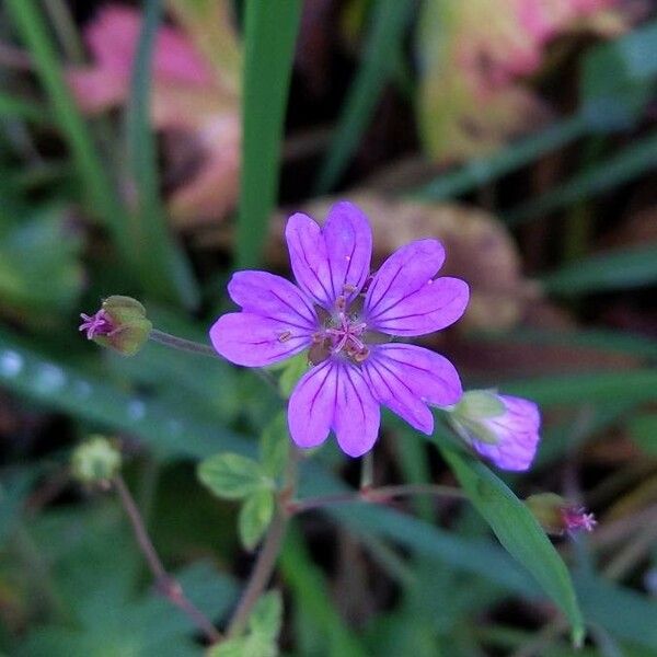 Geranium palustre Flor