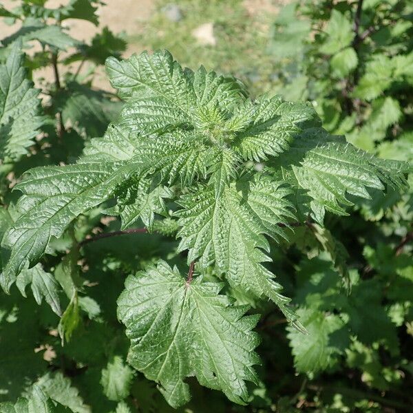 Urtica pilulifera 叶