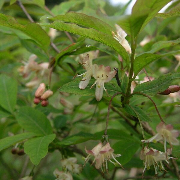 Lonicera nigra Other