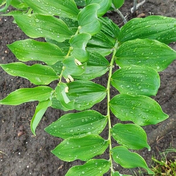 Polygonatum biflorum Folla