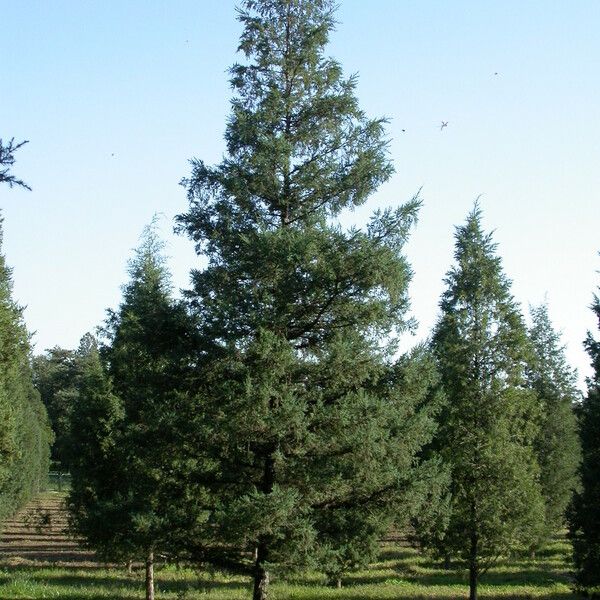 Juniperus chinensis Tervik taim