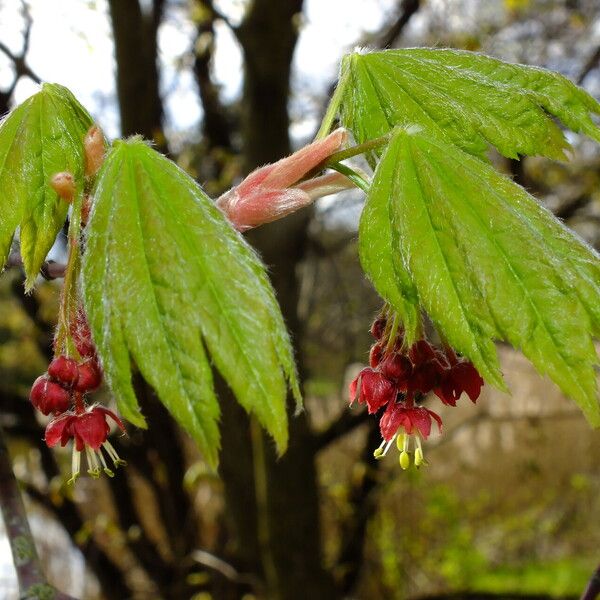 Acer circinatum Flower