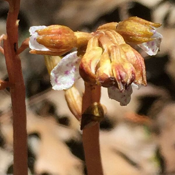 Corallorhiza wisteriana Blodyn