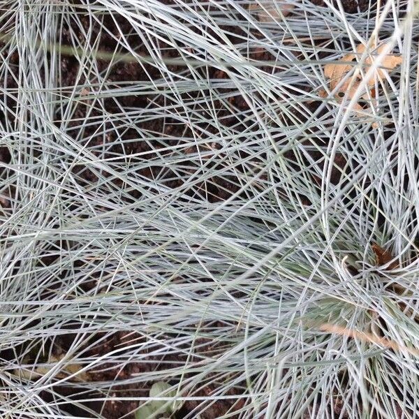 Festuca glauca Fulla