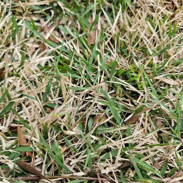 Zoysia japonica पत्ता