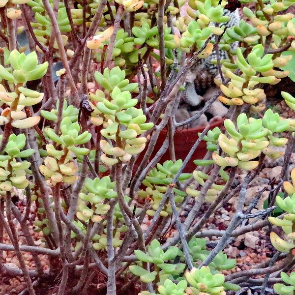 Echeveria macdougallii 形態