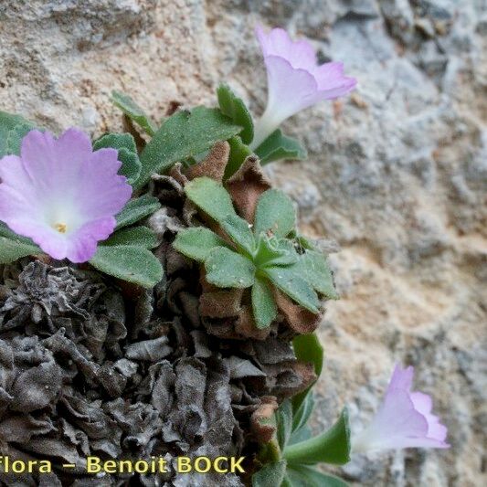 Primula allionii Άλλα