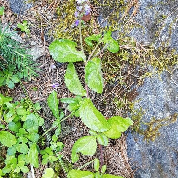 Veronica officinalis Συνήθη χαρακτηριστικά