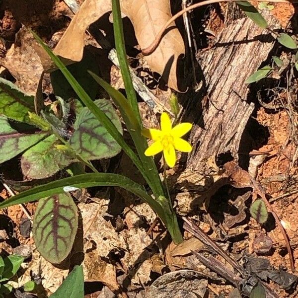 Hypoxis hirsuta Λουλούδι