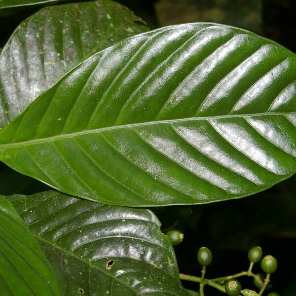 Psychotria panamensis Leaf