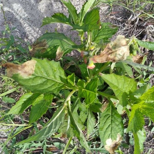 Crassocephalum crepidioides Leaf