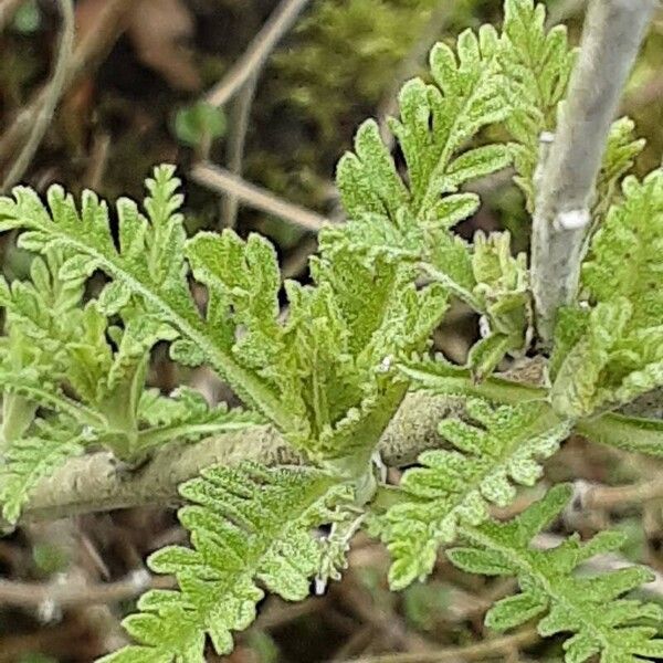 Salvia abrotanoides Deilen