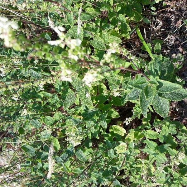 Teucrium scordium برگ