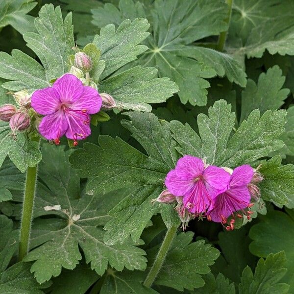 Geranium macrorrhizum Flower