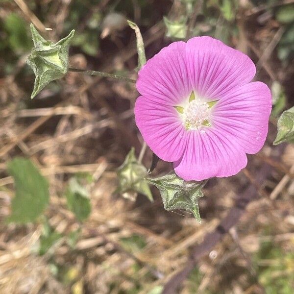 Malva punctata Floare