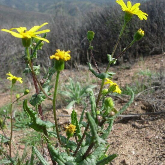 Senecio californicus Blodyn