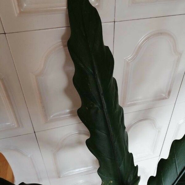 Alocasia lauterbachiana ഇല