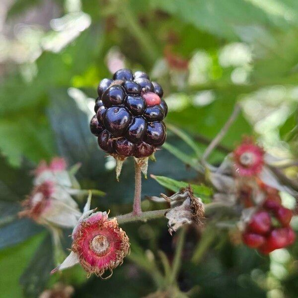 Rubus nemoralis Плод