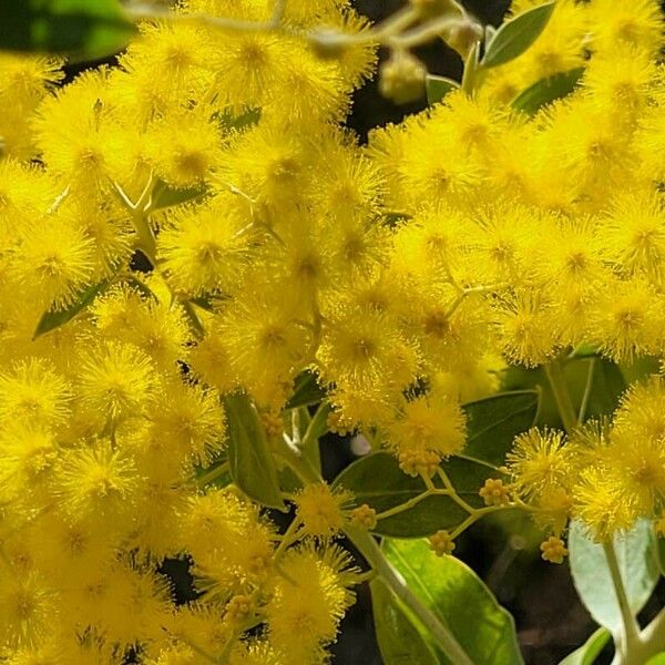 Acacia podalyriifolia Flor