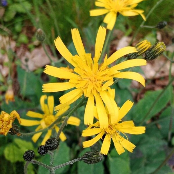 Hieracium lachenalii Flower