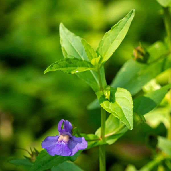 Mimulus ringens Blad