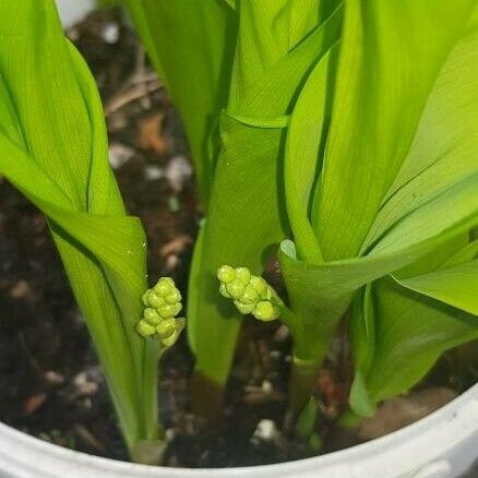 Allium tricoccum Blad