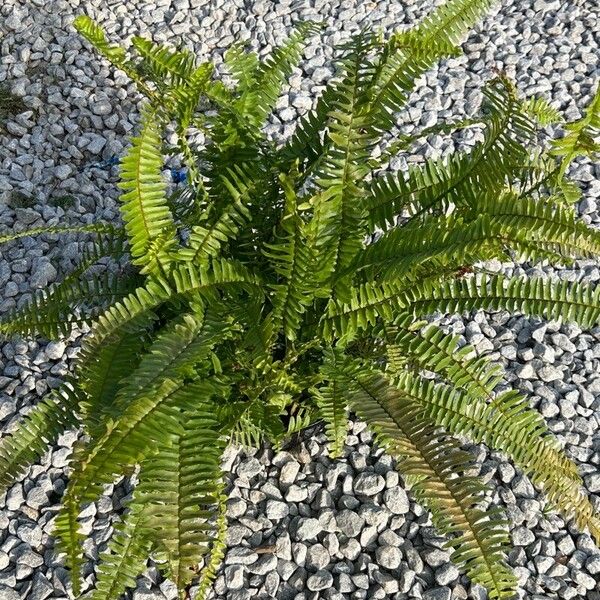 Nephrolepis cordifolia Агульны выгляд