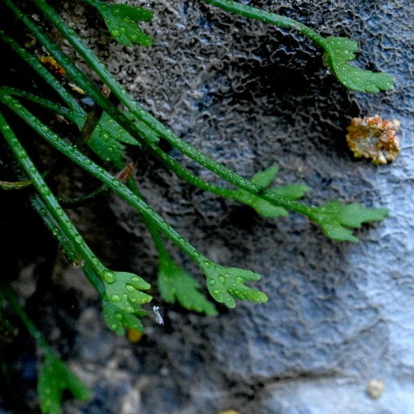 Asplenium seelosii 葉