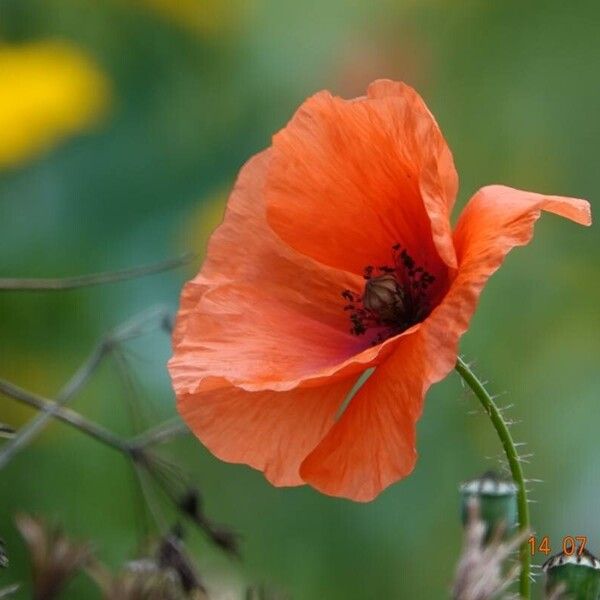 Papaver dubium Fiore