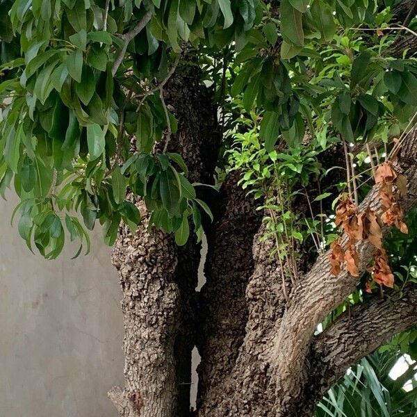 Ehretia tinifolia Bark