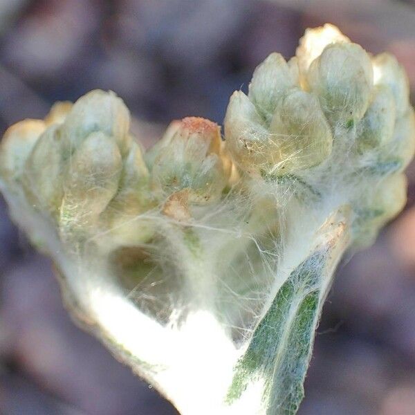 Pseudognaphalium luteoalbum Hábito