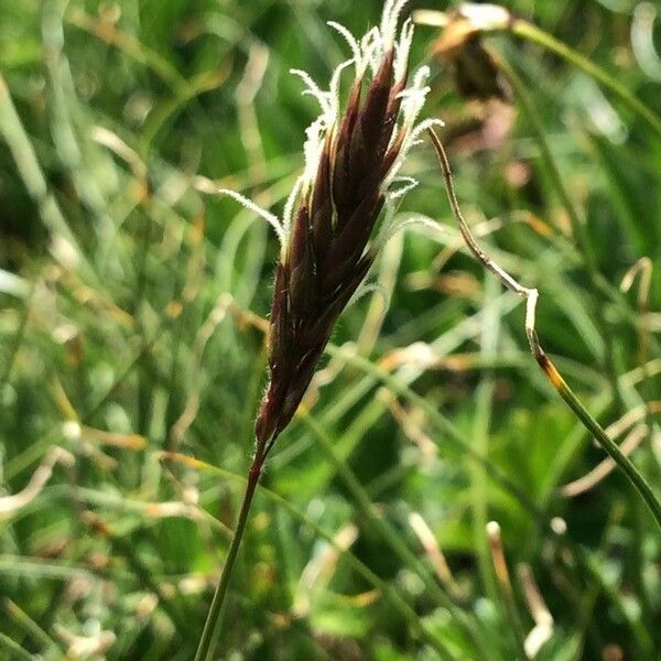 Anthoxanthum alpinum Floare