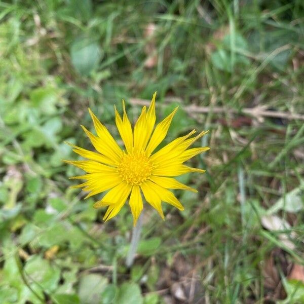 Arctotheca calendula ᱵᱟᱦᱟ