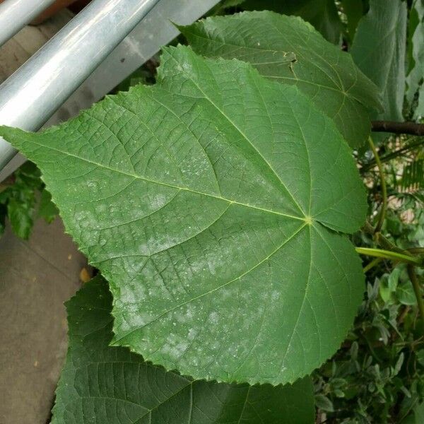 Dombeya wallichii ഇല