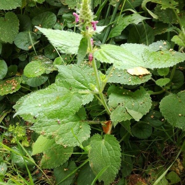 Stachys sylvatica Feuille