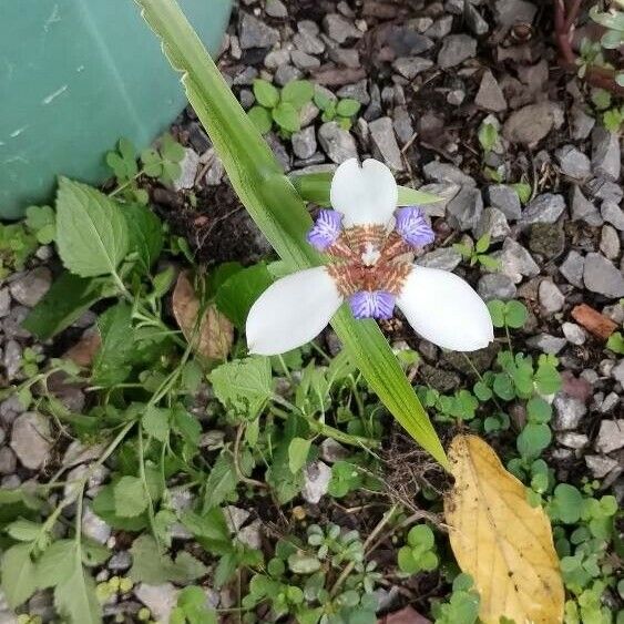 Trimezia gracilis Flor