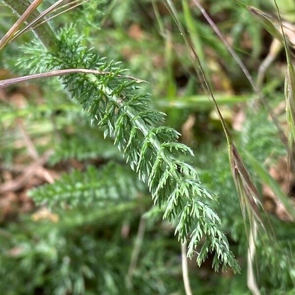 Achillea odorata Leaf