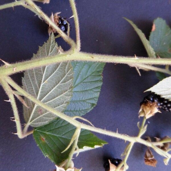 Rubus koehleri Ліст