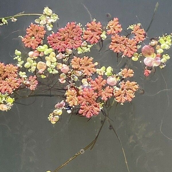 Azolla filiculoides List