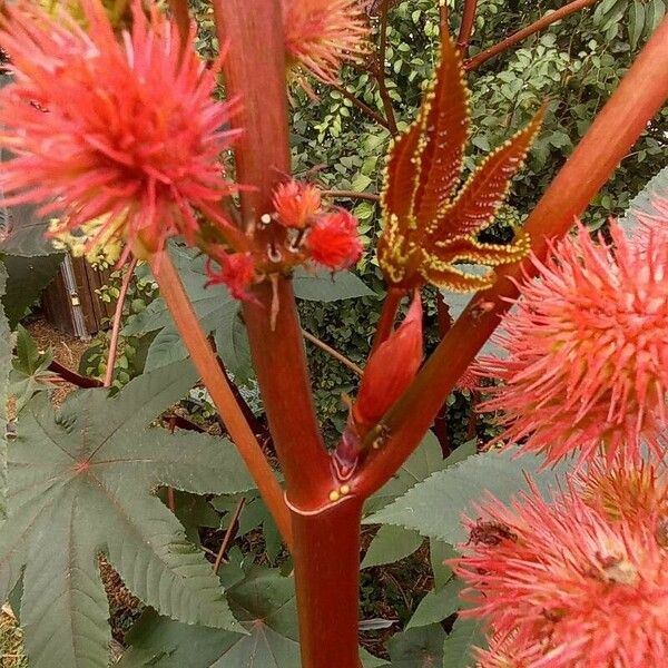 Ricinus communis Rinde