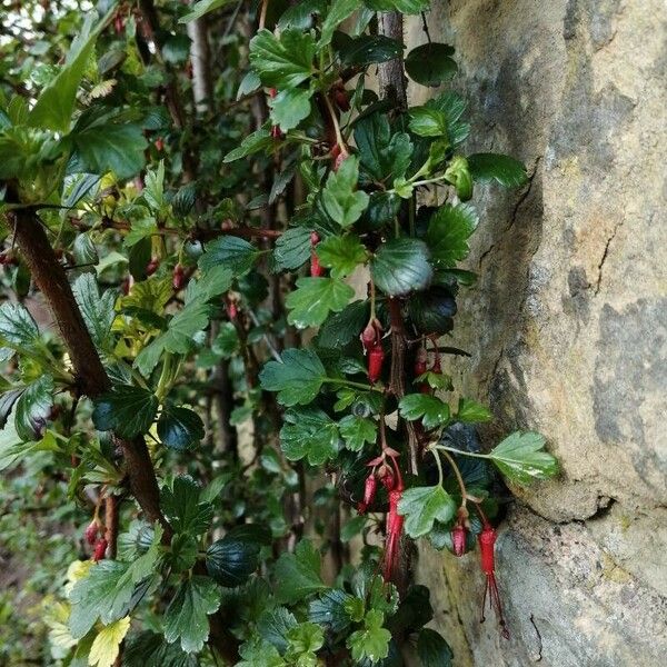 Ribes speciosum Blatt