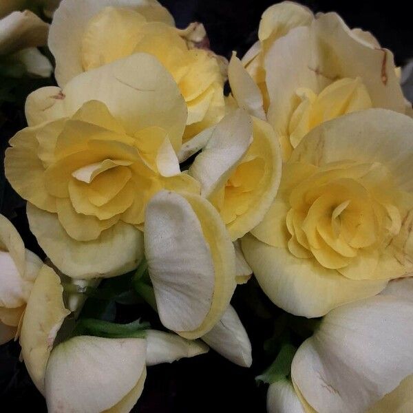 Begonia grandis Flower